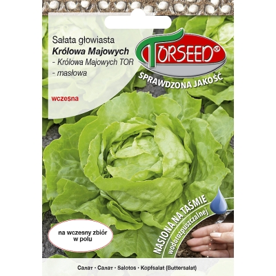 Sałata Masłowa Królowa majowych Wczesna Taśma